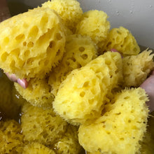 Load image into Gallery viewer, Natural Sea Sponge from Greece