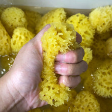 Load image into Gallery viewer, Natural Sea Sponge from Greece