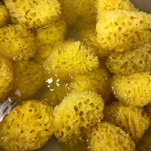 Load image into Gallery viewer, Natural Sea Sponge from Greece