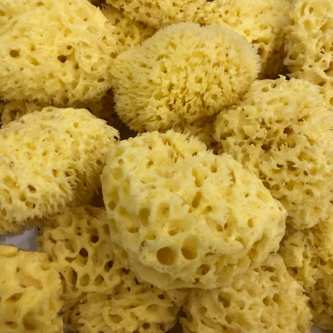 Natural Sea Sponge from Greece